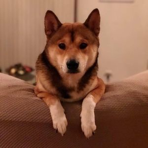 Meet your Posher, Steven